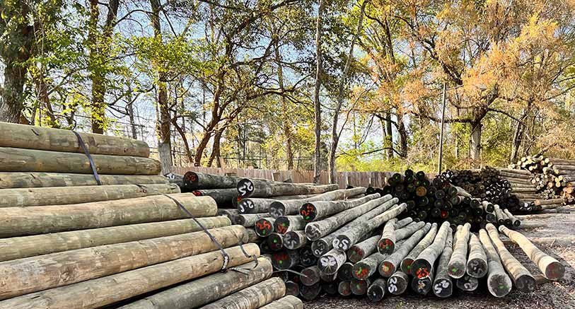 https://rhinowebllc.com/manninglumber/wp-content/uploads/2024/03/wood-pilings-h-e1712177051257.jpg