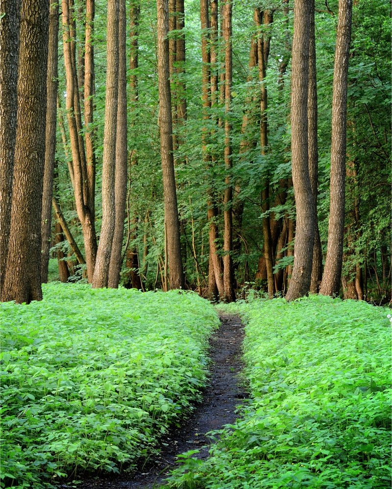 https://rhinowebllc.com/omnicommagency/wp-content/uploads/2024/09/forest-path.jpg